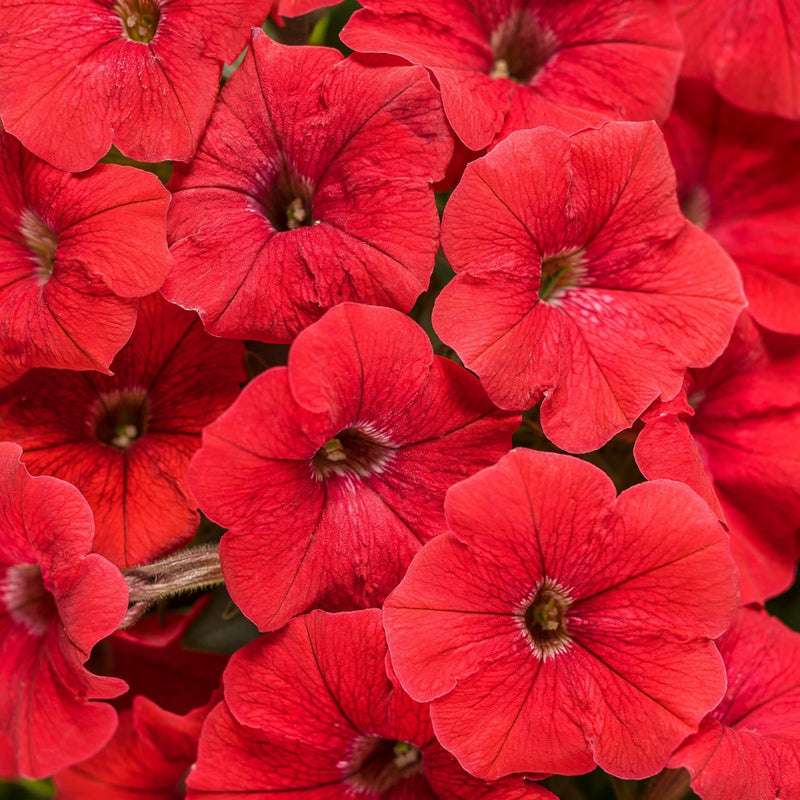 Supertunia Really Red Petunia up close.