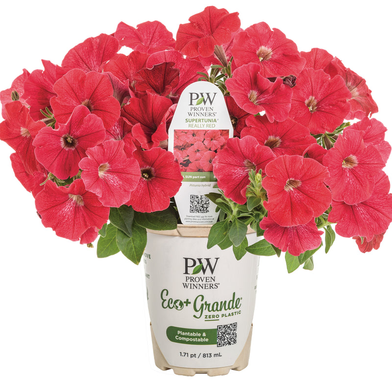 Supertunia® Really Red Petunia (Petunia hybrid)