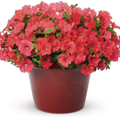 Supertunia® Really Red Petunia (Petunia hybrid)