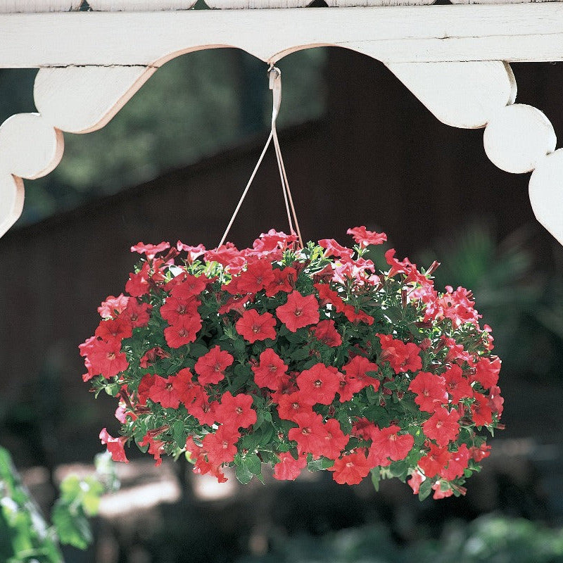 Supertunia Really Red Petunia in use.