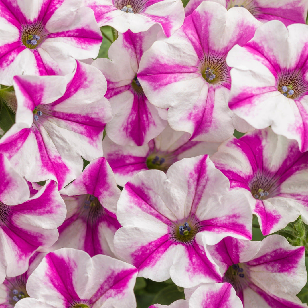 Petunia | Supertunia® Lovie Dovie™ | Proven Winners® Annuals