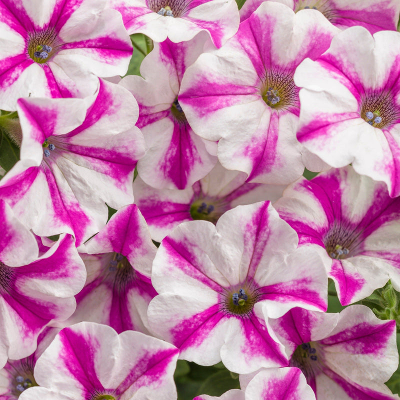 Supertunia Lovie Dovie Petunia up close.