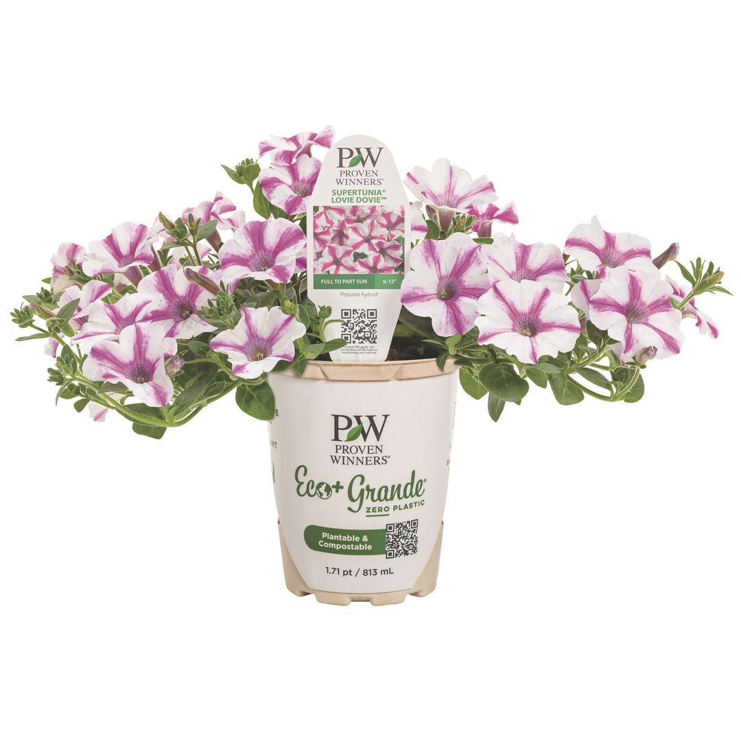 Petunia | Supertunia® Lovie Dovie™ | Proven Winners® Annuals
