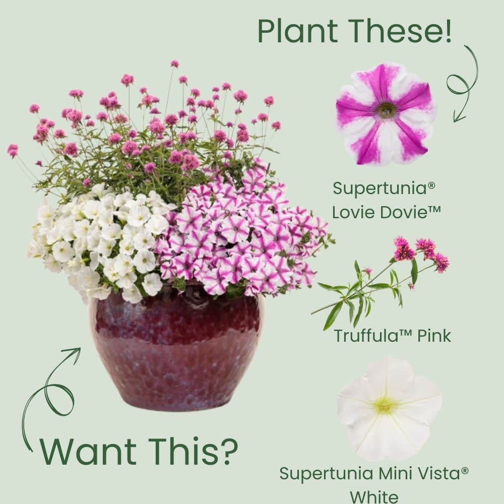 Petunia | Supertunia® Lovie Dovie™ | Proven Winners® Annuals