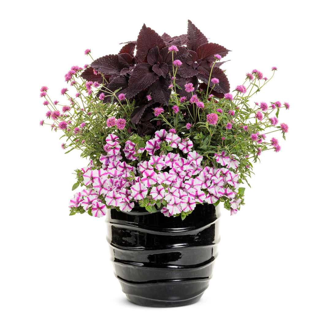 Petunia | Supertunia® Lovie Dovie™ | Proven Winners® Annuals