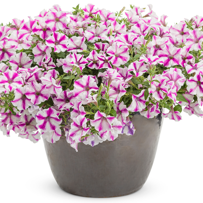 Supertunia Lovie Dovie Supertunia Lovie Dovie Petunia in use.