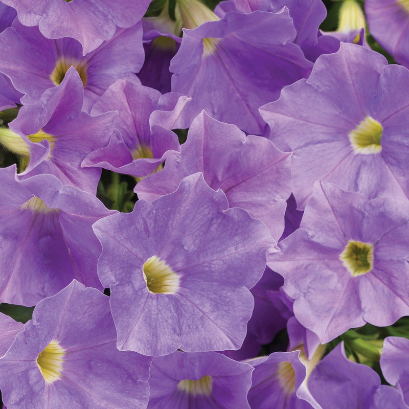 Supertunia Blue Skies Petunia up close.