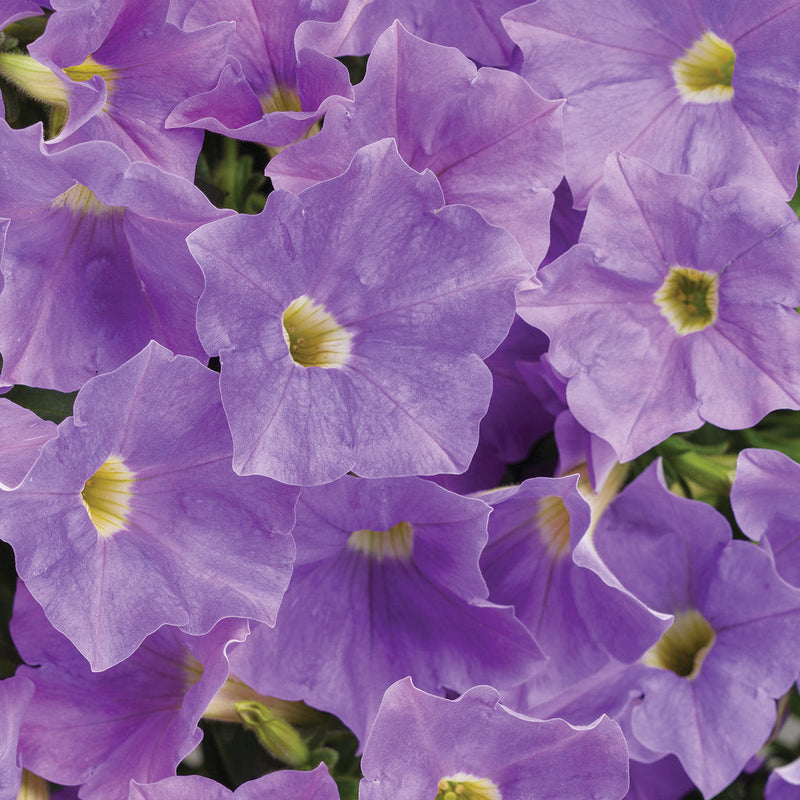 Supertunia Blue Skies Petunia up close.