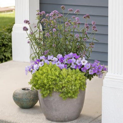 Supertunia Blue Skies Petunia in use.