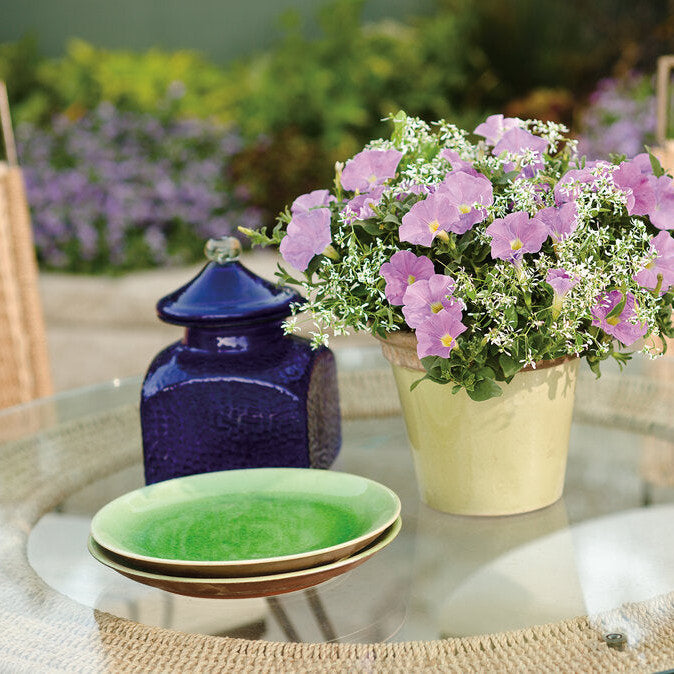 Supertunia Blue Skies Petunia in use.