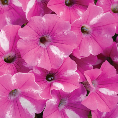 Supertunia Raspberry Rush Petunia up close.