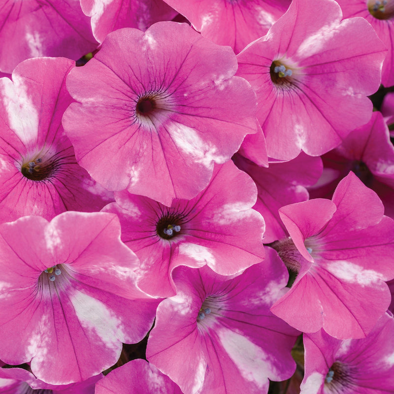 Supertunia Raspberry Rush Petunia up close.