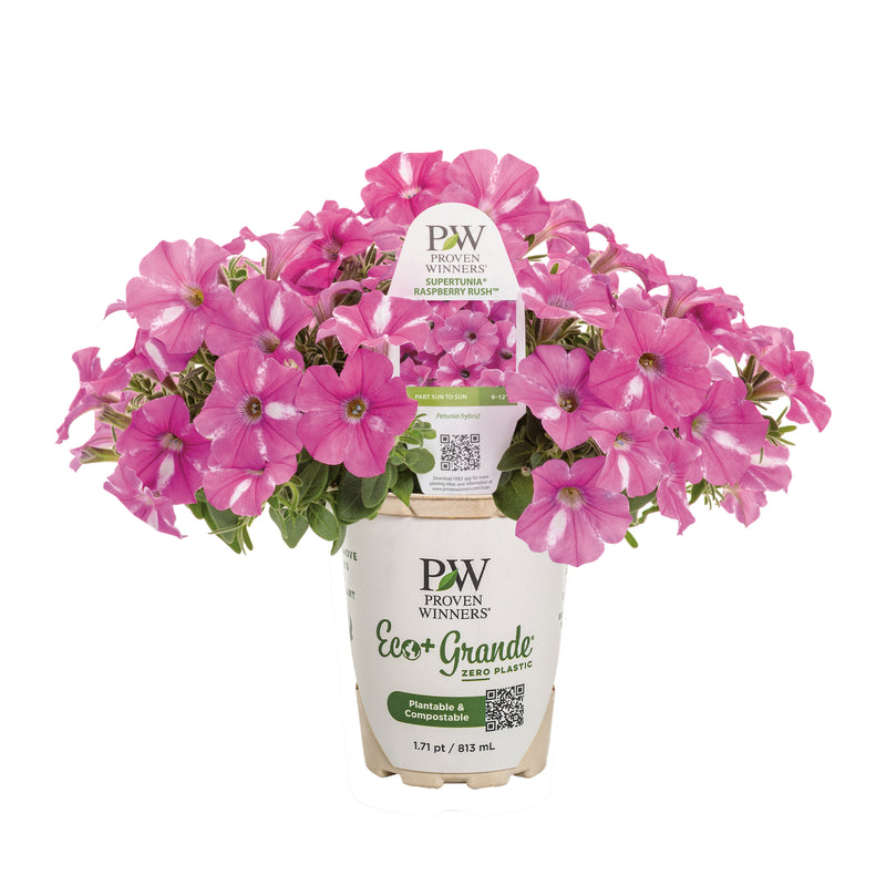 Supertunia® Raspberry Rush™ Petunia (Petunia hybrid)