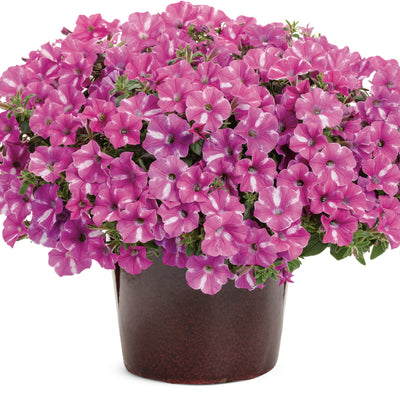 Supertunia® Raspberry Rush™ Petunia (Petunia hybrid)