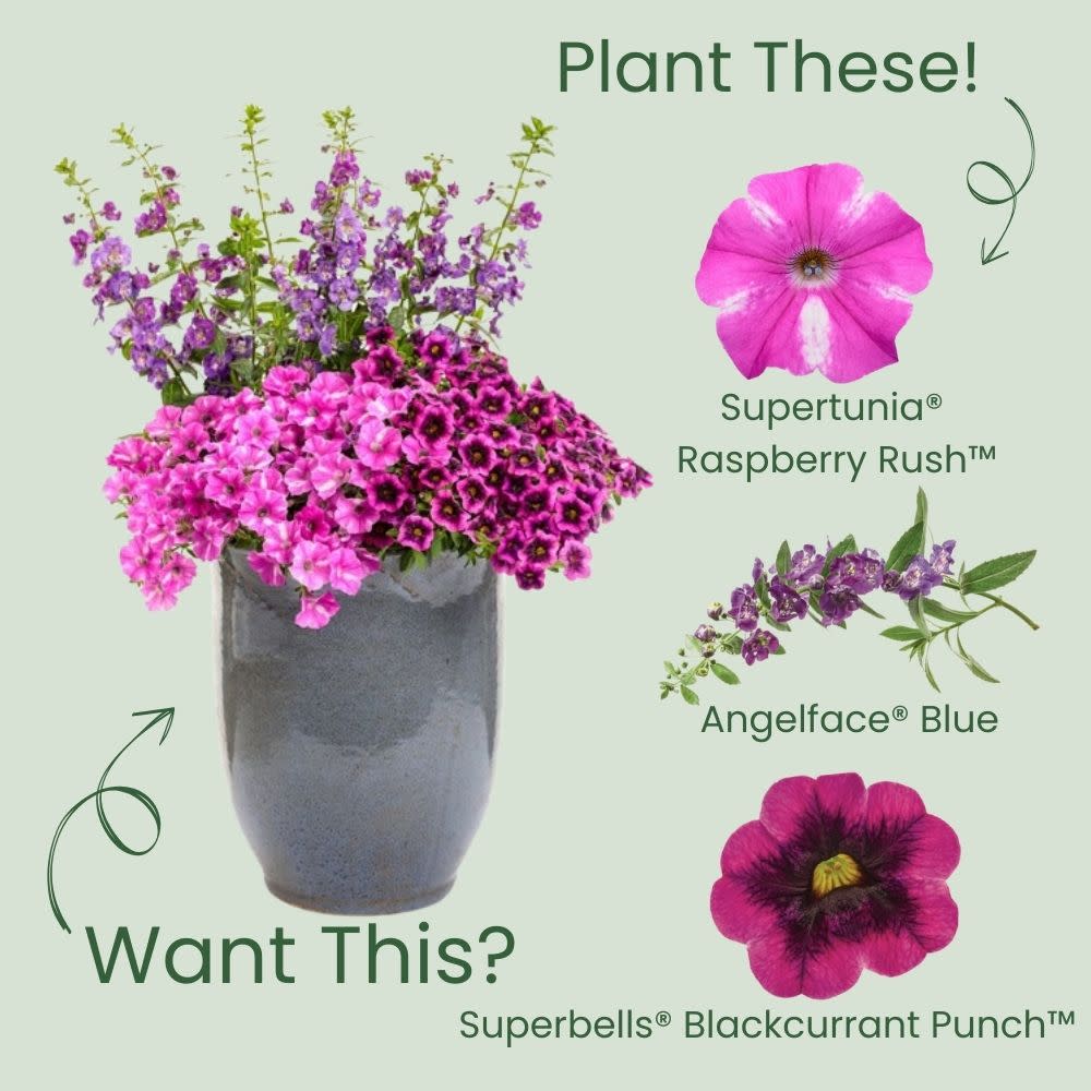 Petunia | Supertunia® Raspberry Rush™ | Proven Winners® Annuals