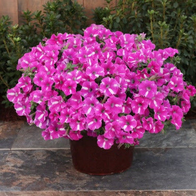 Supertunia Raspberry Rush Petunia in use.