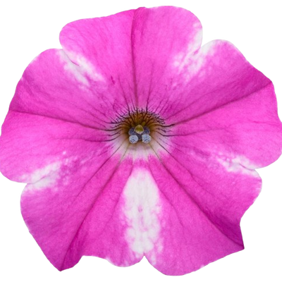 Supertunia® Raspberry Rush™ Petunia (Petunia hybrid)