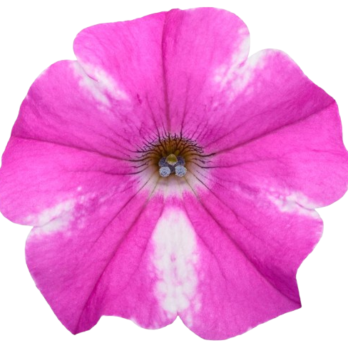 Supertunia® Raspberry Rush™ Petunia (Petunia hybrid)