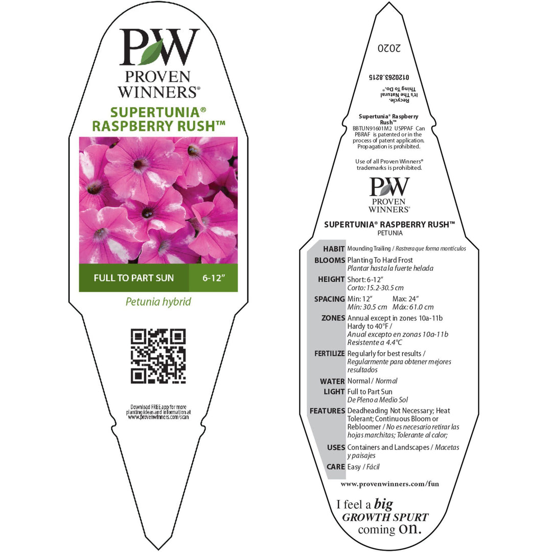 Petunia | Supertunia® Raspberry Rush™ | Proven Winners® Annuals
