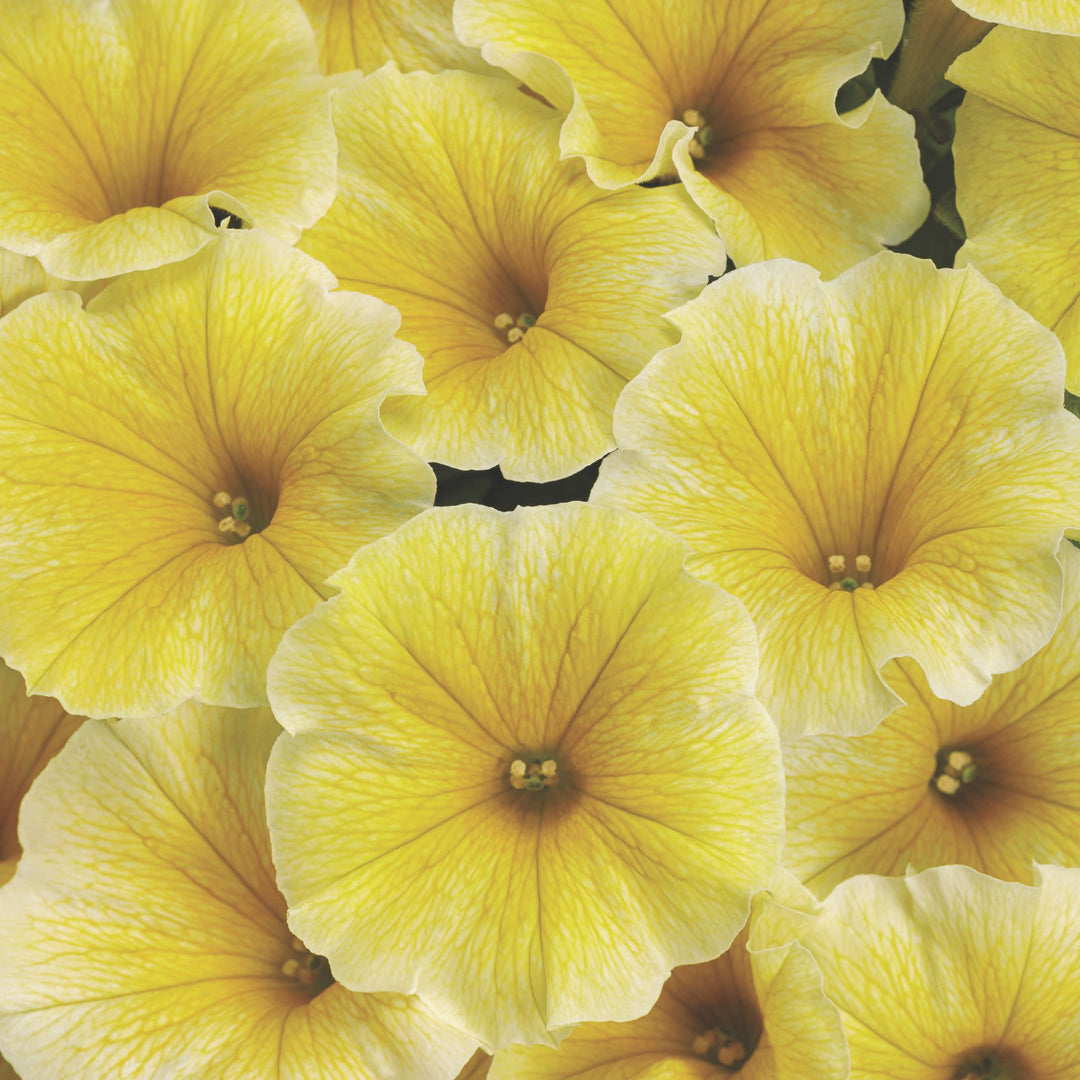 Petunia | Supertunia® Saffron Finch™ | Proven Winners® Annuals