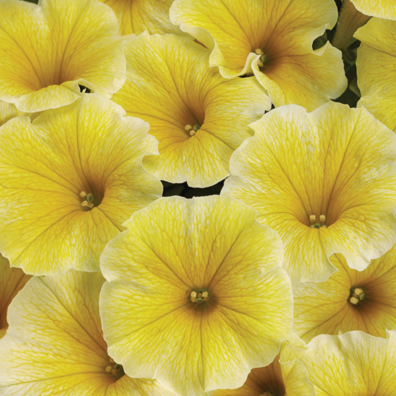 Supertunia Saffron Finch Petunia up close.