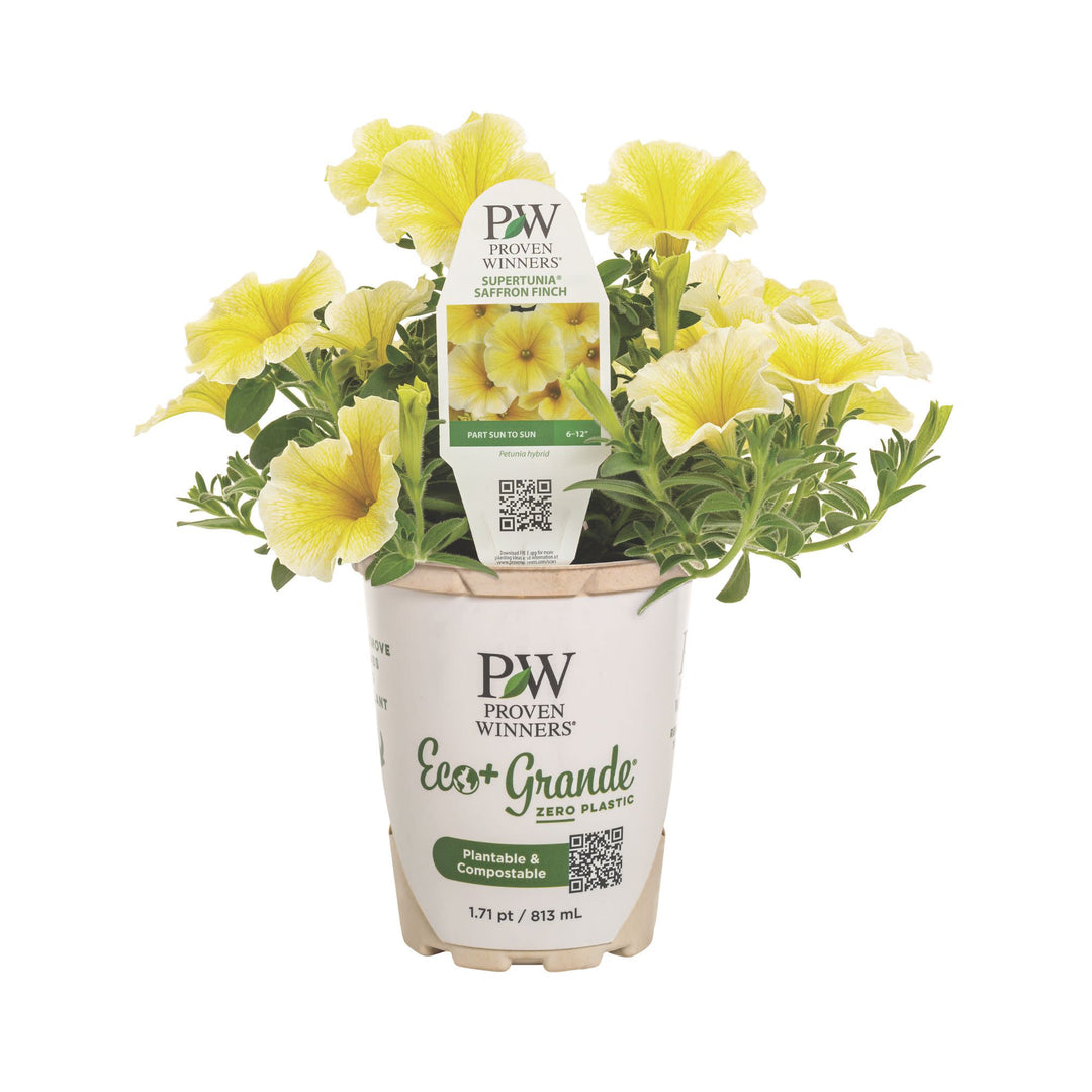 Petunia | Supertunia® Saffron Finch™ | Proven Winners® Annuals