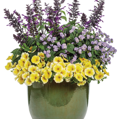 Supertunia Saffron Finch Petunia in use.