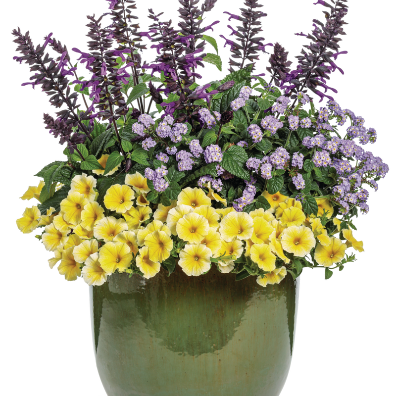 Supertunia Saffron Finch Petunia in use.