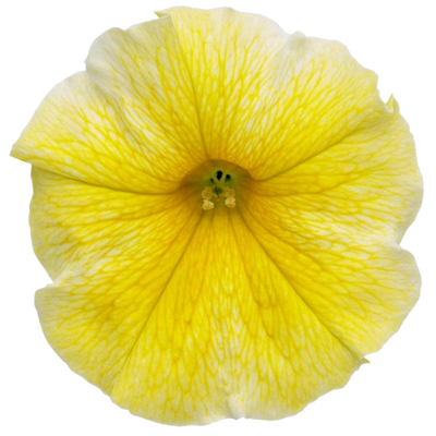 Supertunia® Saffron Finch™ Petunia (Petunia hybrid)