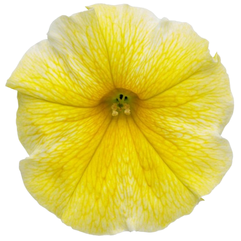 Supertunia® Saffron Finch™ Petunia (Petunia hybrid)