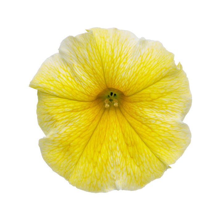 サンプル品❁フリフリスカッツ イエローフラワー×ボア 100size Petunia | Supertunia® Saffron Finch™ | Proven Winners® Annuals