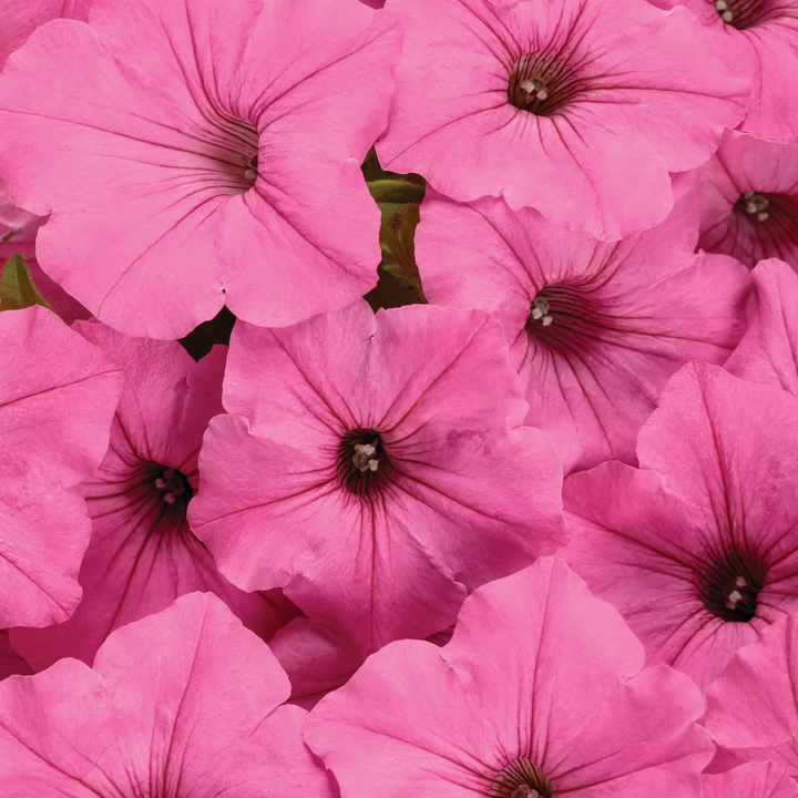 Supertunia Vista® Bubblegum® II Petunia