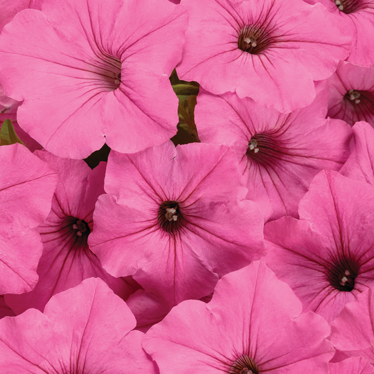 Supertunia Vista® Bubblegum® II Petunia