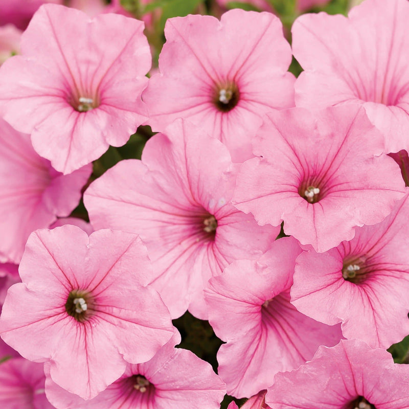 Supertunia Vista Bubblegum Petunia up close.