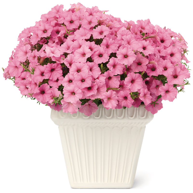 Limited Edition Royale | Supertunia Vista® Bubblegum® Petunia (Petunia hybrid)