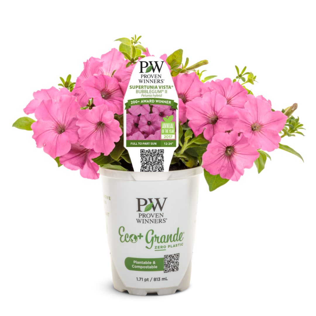 Petunia | Supertunia Vista® Bubblegum® II | Proven Winners