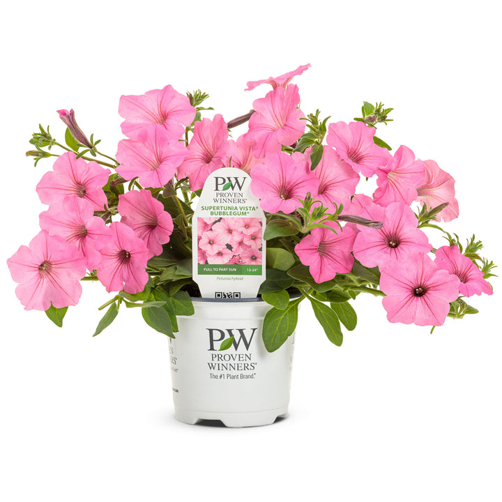 Supertunia Vista® Bubblegum® II Petunia (Petunia)