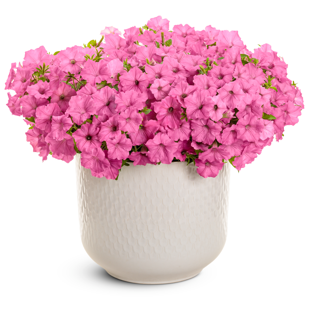 Petunia | Royale Supertunia Vista® Bubblegum® II | Proven Winners