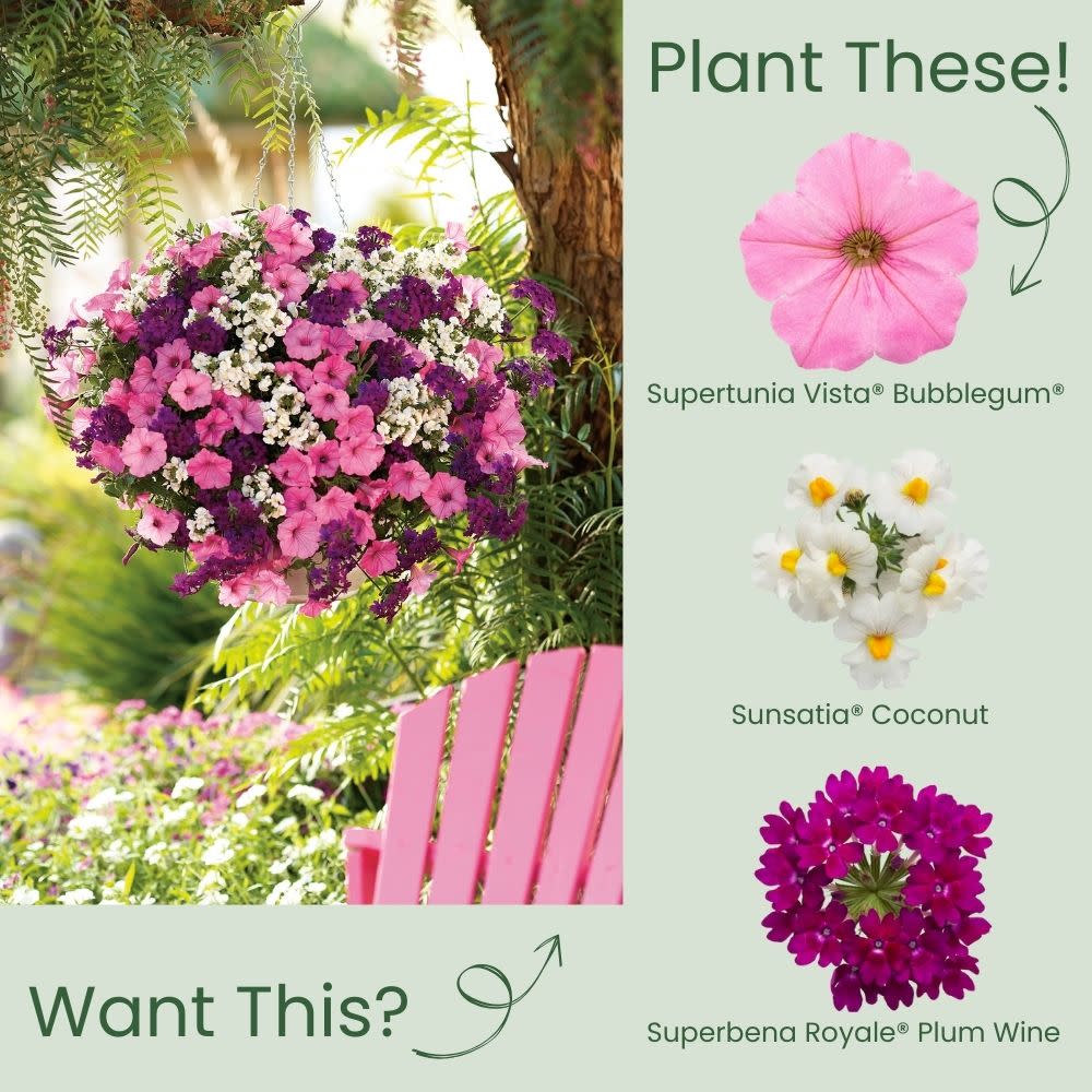 Petunia | Royale Supertunia Vista® Bubblegum® II