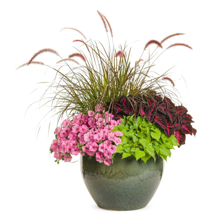 Supertunia Vista® Bubblegum® II Petunia