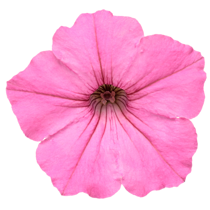 Supertunia Vista® Bubblegum® II Petunia