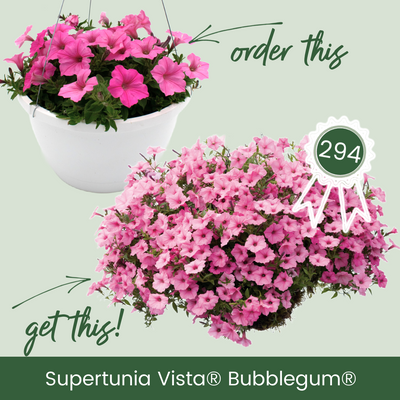 Supertunia Vista Bubblegum Supertunia Vista Bubblegum Petunia in comparison.