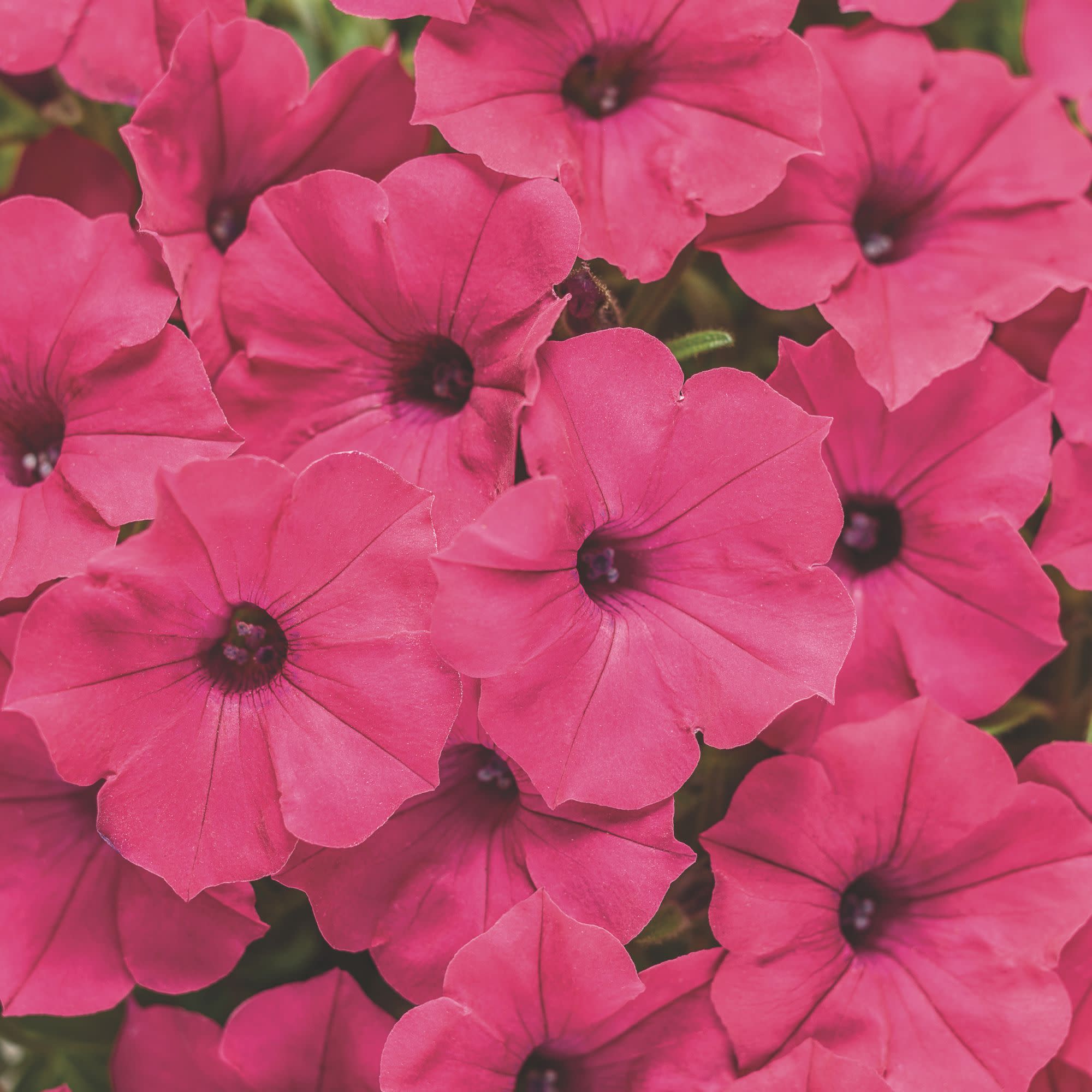 Petunia | Supertunia Vista® Fuchsia | Proven Winners® Annuals