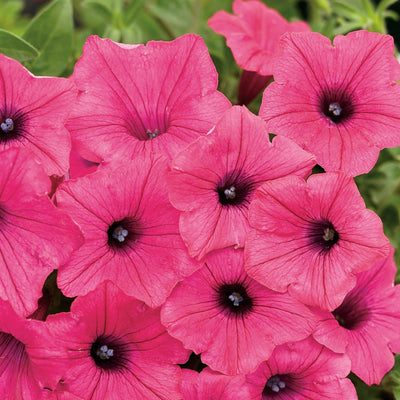 Supertunia Vista Fuchsia Petunia up close.