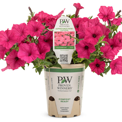 Supertunia Vista® Fuchsia Petunia (Petunia hybrid)