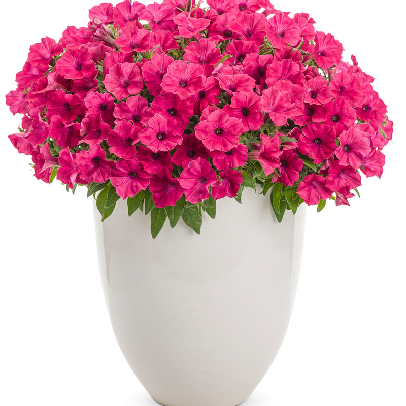 Supertunia Vista® Fuchsia Petunia (Petunia hybrid)