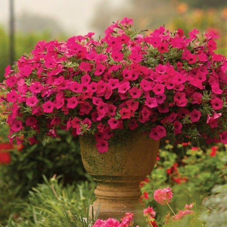 Supertunia Vista Fuchsia Petunia in focus.