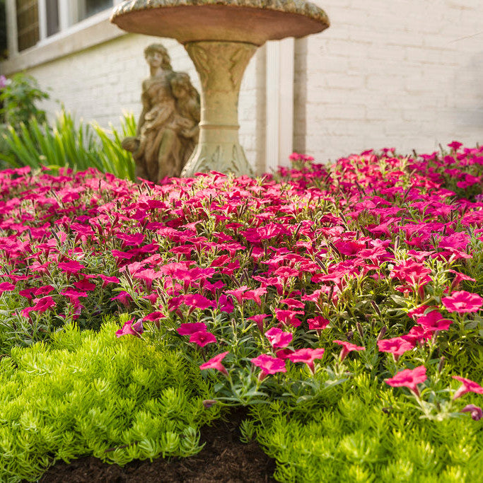 Supertunia Vista Fuchsia Petunia in use.