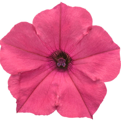 Supertunia Vista® Fuchsia Petunia (Petunia hybrid)