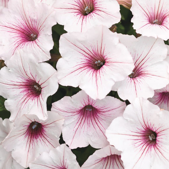 Supertunia Vista® Silverberry Petunia